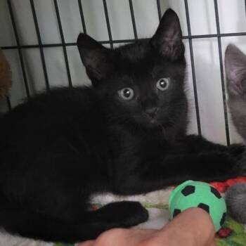 Spice -  Domestic Short Hair Cat for Adoption in West Palm Beach, Florida - Spice | PetCurious