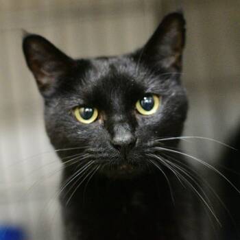 Dancing Queen -  Domestic Short Hair Cat for Adoption in Idaho Falls, Idaho - Dancing Queen | PetCurious