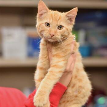 Ozzy -  Domestic Short Hair Cat for Adoption in Belleville, Illinois - Ozzy | PetCurious