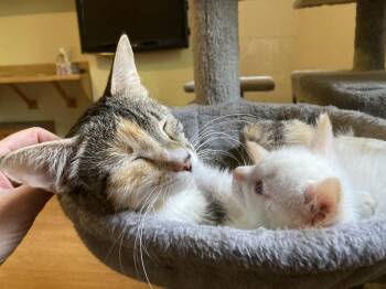 Domestic Short Hair Cats Available for Adoption in Fruit Heights, Utah - Muppet | PetCurious