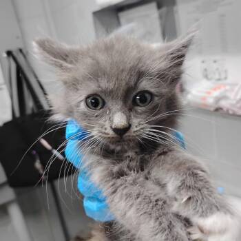 Pop -  Domestic Medium Hair Cat Available for Adoption in Summerville, South Carolina - Pop | PetCurious