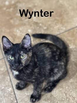 Tortoiseshell Cats Available for Adoption - WYNTER | PetCurious