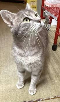 Domestic Short Hair Cats Available for Adoption in Wilkesboro, North Carolina - Tulip | PetCurious