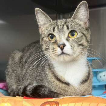 Rescue Domestic Short Hair Cats for Adoption in Voorhees Township, New Jersey - Mavis | PetCurious