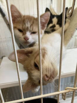 Rescue Domestic Short Hair Cats for Adoption in Chatham, Virginia - Vevan | PetCurious