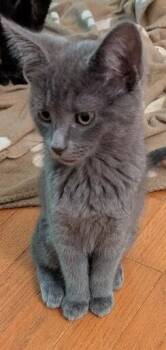 Bonnie Belle -  Domestic Short Hair Cat for Adoption - Bonnie Belle | PetCurious