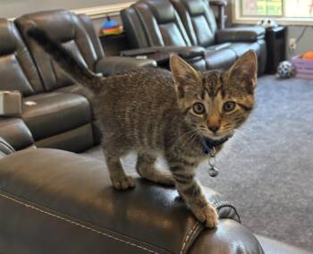 Samantha -  Tabby Cat for Adoption in Macomb, Michigan - Samantha | PetCurious