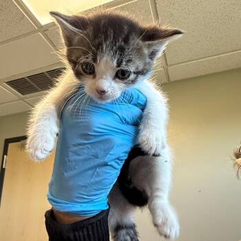 River -  Domestic Short Hair Cat for Adoption in Ponca City, Oklahoma - River | PetCurious