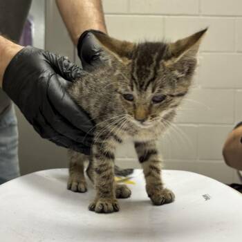 Franklin -  Domestic Short Hair Cat for Adoption in Lufkin, Texas - Franklin | PetCurious
