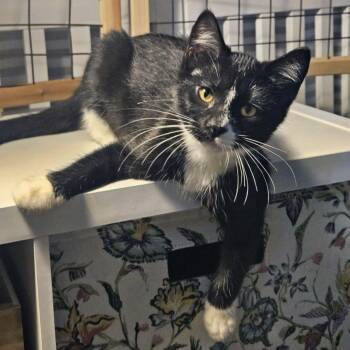 Lazy River -  Domestic Short Hair Cat for Adoption in Plover, Wisconsin - Lazy River | PetCurious