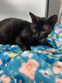 Domestic Short Hair Cats Available for Adoption in Spruce Pine, North Carolina - Chicken Hat Wizard | PetCurious