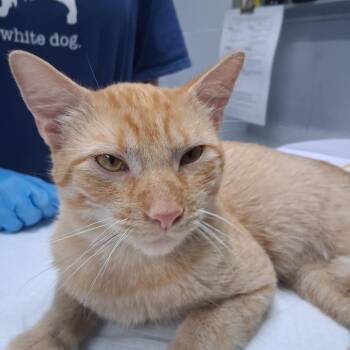 Mr. Peabody -  Domestic Short Hair Cat for Adoption in Summerville, South Carolina - Mr. Peabody | PetCurious