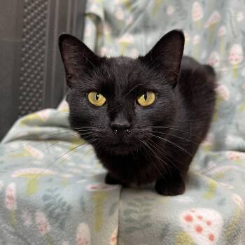 Espresso -  Domestic Short Hair Cat for Adoption in Fairmont, Minnesota - Espresso | PetCurious