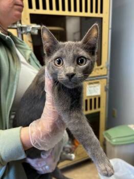 Domestic Short Hair Cats Available for Adoption in Dayton, Minnesota - Malone | PetCurious