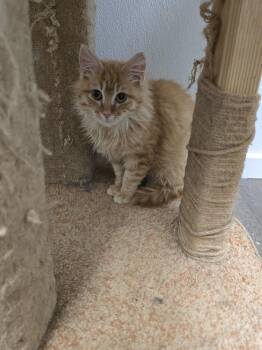 Domestic Long Hair Cats Available for Adoption - Colby | PetCurious