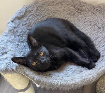 Rescue Domestic Short Hair Cats for Adoption in Goshen, Indiana - Ying | PetCurious