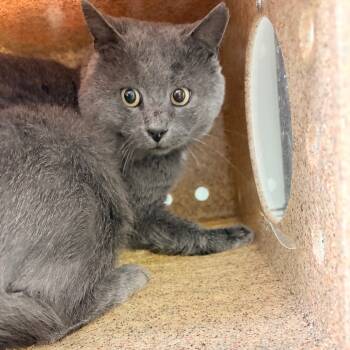 Rescue Domestic Short Hair Cats for Adoption in Philadelphia, Pennsylvania - Lolly | PetCurious