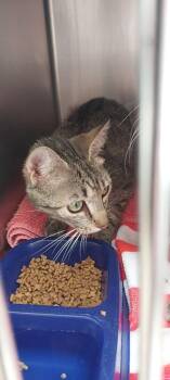 Allen Cat 1(Big Eyes) -  Domestic Short Hair Cat for Adoption in Mocksville, North Carolina - Allen Cat 1(Big Eyes) | PetCurious