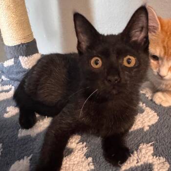 Luca -  Domestic Short Hair Cat for Adoption in Titusville, Florida - Luca | PetCurious