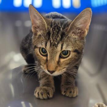 Autumn -  Domestic Short Hair Cat for Adoption in Sarasota, Florida - Autumn | PetCurious