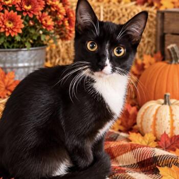 Winn Dixie -  Domestic Short Hair Cat for Adoption in NEW PT RICHEY, Florida - Winn Dixie | PetCurious