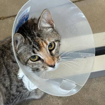 Domestic Short Hair Cats Available for Adoption - Rita | PetCurious
