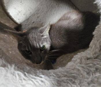 Welku -  Domestic Short Hair Cat Available for Adoption in INDN HBR BCH, Florida - Welku | PetCurious