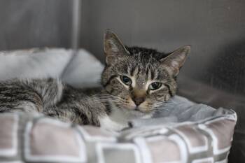 Domestic Short Hair Cats Available for Adoption in Ottumwa, Iowa - Kitty | PetCurious