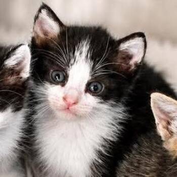 Black Ear -  Domestic Short Hair Cat for Adoption in San Antonio, Texas - Black Ear | PetCurious