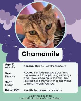 Chamomile (26-217 C) -  Domestic Short Hair Cat for Adoption in Lansing, Michigan - Chamomile (26-217 C) | PetCurious