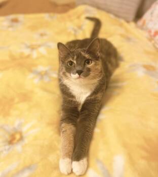 Rescue Domestic Short Hair Cats for Adoption in Mount Laurel Township, New Jersey - Giza | PetCurious