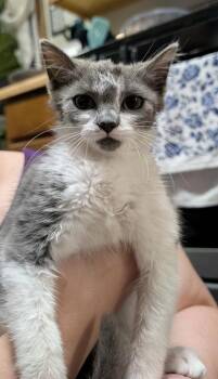 Ivy Grifols -  Domestic Long Hair Cat for Adoption in Poplar Grove, Illinois - Ivy Grifols | PetCurious