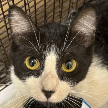 Rescue Domestic Short Hair Cats for Adoption in Yuma, Arizona - Jenni | PetCurious