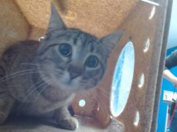 Domestic Short Hair Cats Available for Adoption - PEARL | PetCurious