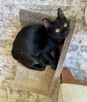 Lillian -  Domestic Short Hair Cat for Adoption in Healdsburg, California - Lillian | PetCurious