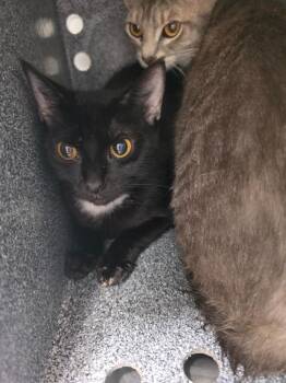 Tippy -  Domestic Short Hair Cat for Adoption in Athens, Tennessee - Tippy | PetCurious