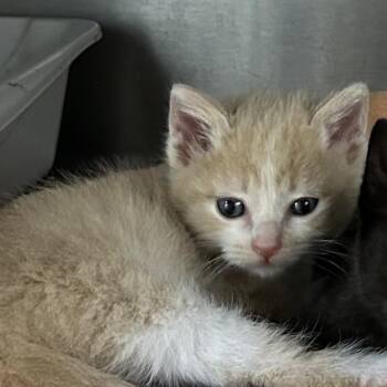 American Shorthair Cats Available for Adoption in Mount Vernon, Arkansas - Charger | PetCurious