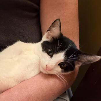 Pencil -  Domestic Short Hair Cat for Adoption in Hopkinton, Massachusetts - Pencil | PetCurious