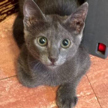 Charla -  Russian Blue Cat for Adoption in Brampton, Ontario - Charla | PetCurious