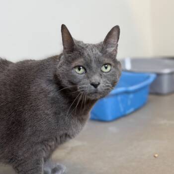 Emma -  Domestic Short Hair Cat for Adoption in Cody, Wyoming - Emma | PetCurious
