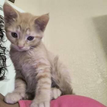 Domestic Short Hair Cats Available for Adoption in Prescott, Arizona - Dolce | PetCurious