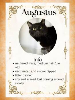 Domestic Short Hair Cats Available for Adoption in Greensburg, Indiana - Augustus | PetCurious