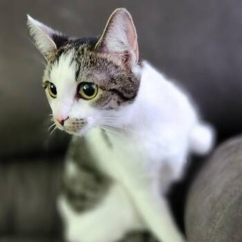 Domestic Short Hair Cats Available for Adoption in Centerville, Tennessee - Jazzy | PetCurious