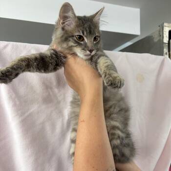 Flicka -  Domestic Medium Hair Cat for Adoption in Granville, Ohio - Flicka | PetCurious