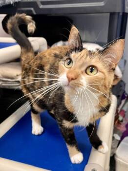 Sugar -  Domestic Short Hair Cat for Adoption in Webster, Wisconsin - Sugar | PetCurious