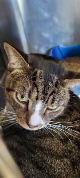 Domestic Short Hair Cats Available for Adoption in Windsor, Connecticut - Ivan The Great | PetCurious