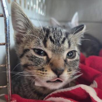 Domestic Short Hair Cats Available for Adoption in Leander, Texas - Peanut Butter | PetCurious
