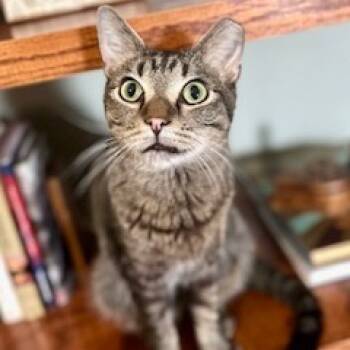 Rescue Domestic Short Hair Cats for Adoption in St. Louis, Missouri - Godzilla | PetCurious