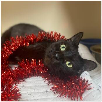 Rescue Domestic Short Hair Cats for Adoption in Elyria, Ohio - Shadow | PetCurious