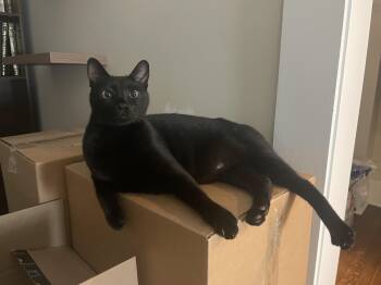 Dreidel -  American Shorthair Cat for Adoption in Medford, Massachusetts - Dreidel | PetCurious